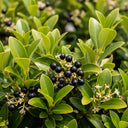 90cm Garden Privet Hedging | Ligustrum ovalifolium | Bare Root