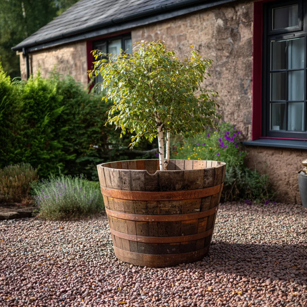 oak barrel plant pots 90cm Giant Scottish Whisky Half Barrel Oak Tree Planter – Woven Wood