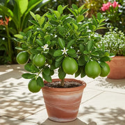 2ft Patio Lime Tree | 'Tahiti' Lime Tree in a 5L Pot