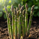 Fresh Gijnlim Asparagus Plant spears growing in rich, dark soil with a blurred background of lush green foliage, illuminated by soft sunlight.