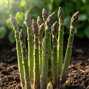 Fresh Gijnlim Asparagus Plant spears growing in rich, dark soil with a blurred background of lush green foliage, illuminated by soft sunlight.