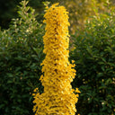 5ft Columnar Gingko | Ginkgo biloba 'Menhir' | 2 Years Old | 9L Pot