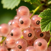 3ft Gloire de Sablons' Pink Currant Plant | 3L Pot