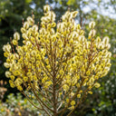 90cm Goat Willow Hedging | Salix caprea | Bare Root
