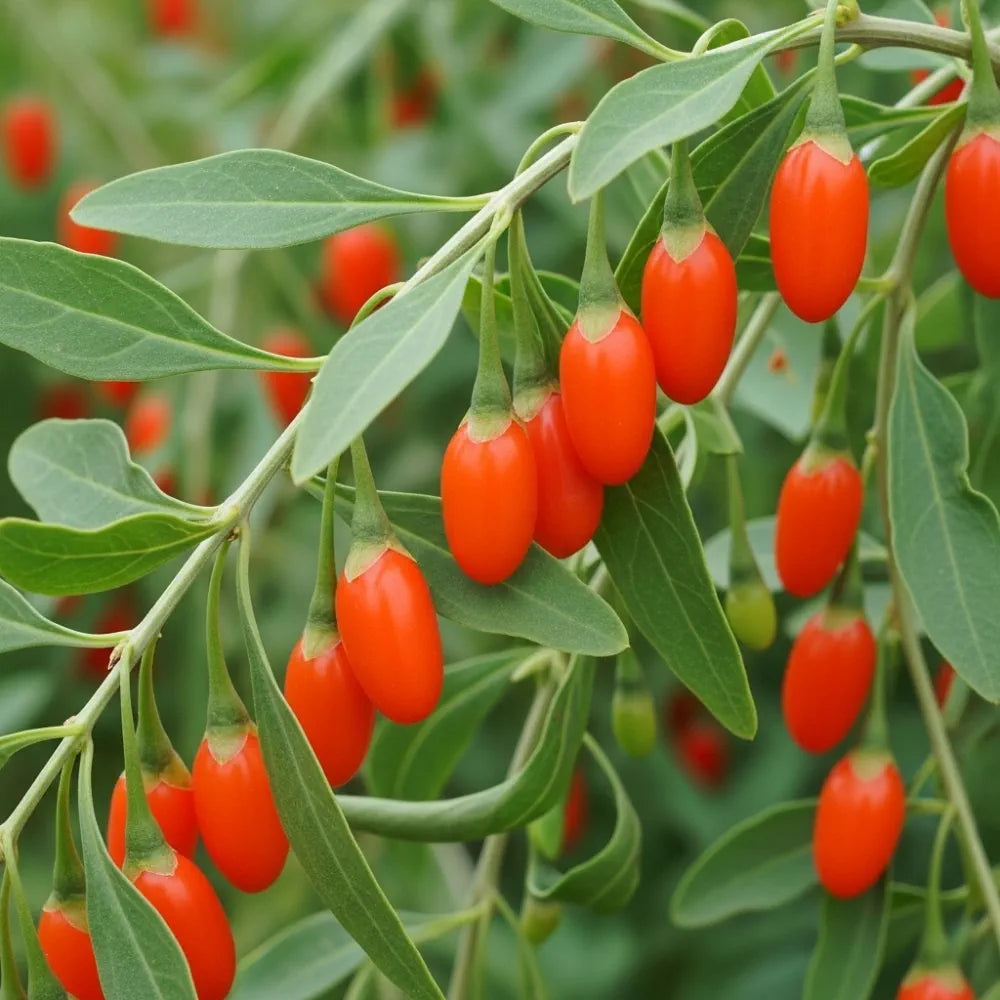 Goji Berry Plant | 9cm Pot