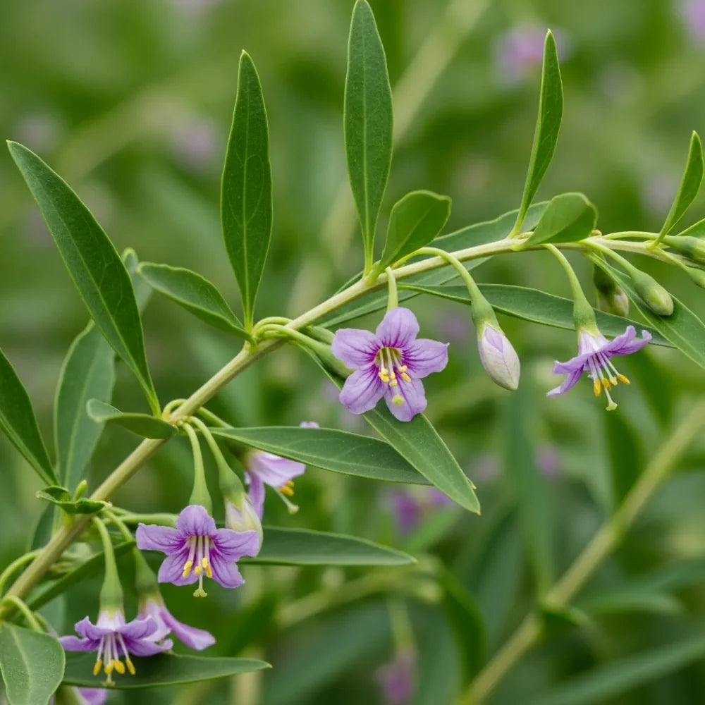 3 Goji Berry Plants | 9cm Pots