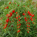 60cm 'Goji Berry Plant | 2L Pot