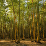 Pair of 5ft Golden Bamboo Plants in 10L Pots