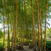 3x 5ft Golden Bamboo's | Phyllostachys aureosulcata 'Spectabilis' | 2L Pots