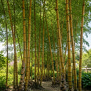 7ft 'Spectabilis' Golden Bamboo | 10L Pot