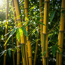 3x 5ft Golden Bamboo's | Phyllostachys aureosulcata 'Spectabilis' | 2L Pots