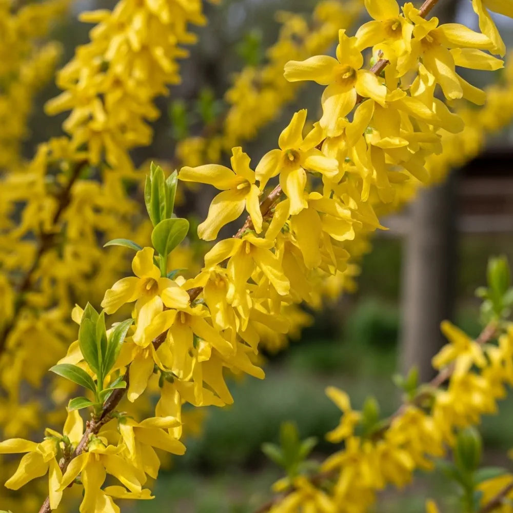 4ft Golden Bells Tree | Forsythia intermedia 'Spectabilis' | 10L Pot | 2 Years Old