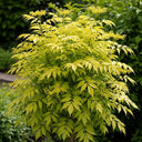 80cm Golden Elder Hedging | Sambucus nigra Aurea | Bare Root