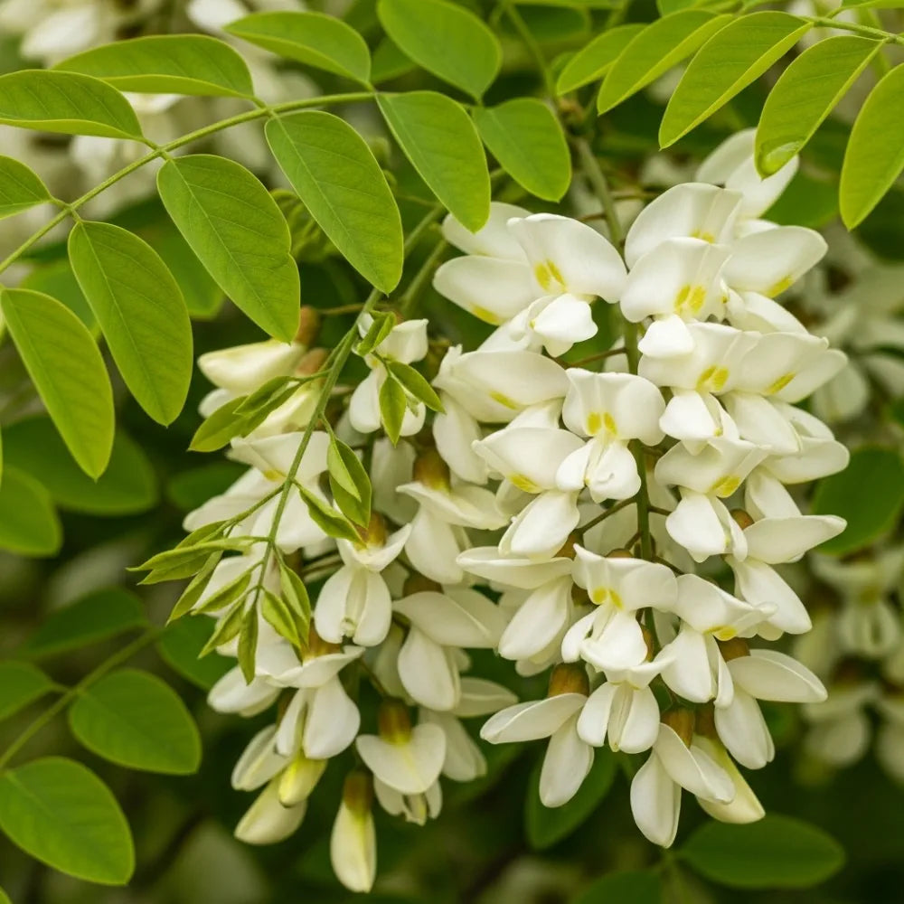 5ft Golden False Acacia | Robinia pseudoacacia 'Frisia' | 1 Years Old | Bare Root