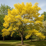 5ft Golden False Acacia | Robinia pseudoacacia 'Frisia' | 1 Years Old | Bare Root