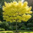 5ft Golden False Acacia | Robinia pseudoacacia 'Frisia' | 1 Years Old | Bare Root