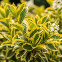50cm Golden Privet Hedging | Ligustrum ovalifolium Aureum | Bare Root