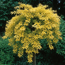 60cm Golden Privet Hedging | Ligustrum ovalifolium Aureum | Bare Root