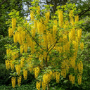 1ft Golden Rain Tree | Laburnum watereri 'Vossii' | 1 Year Old | Bare Root
