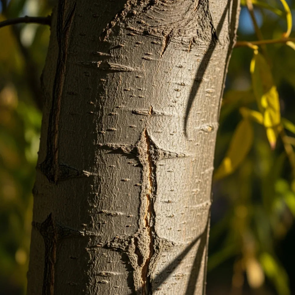 6ft Half-Standard 'Chrysocoma' Golden Weeping Willow Tree | Mature Salix | 6/8cm Girth | Grown in 20L Airpot