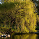 5ft Golden Weeping Willow Tree | Salix Chrysocoma | 7.5L Pot | 2 Years Old