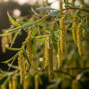 5ft Golden Weeping Willow Tree | Salix Chrysocoma | 7.5L Pot | 2 Years Old