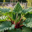 Lush green 'Goliath' Rhubarb Plant with large leaves & vibrant red stalks in a garden, surrounded by a wooden fence & blurred background.