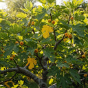 Goutte d'Or Fig Tree in sunlight: lush green & yellow leaves, ripe figs. Vibrant natural scene.