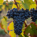 Cluster of ripe dark purple grapes on a vine, surrounded by green and red-tinged leaves, blurred vineyard background. Grape Vines for Cold Areas Collection.