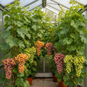 Grapes For Greenhouses Collection - 2 Vines in 3L Pots