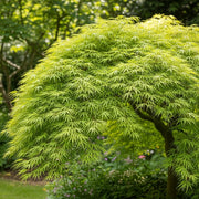 3ft Green Weeping Japanese Maple Tree | Acer palmatum 'Dissectum' | 5L Pot