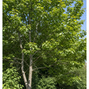 90cm Grey Alder Hedging | Alnus incana | Bare Root