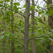 A Grey Alder tree with smooth gray bark, green leaves, and hanging catkins in a forest setting, surrounded by blurred trees in the background.