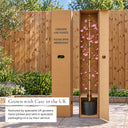 Weeping cherry tree delivered in its box, grown with care in the UK