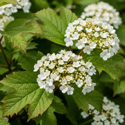 60-90cm Guelder Rose Hedging | Viburnum opulus | Bare Root