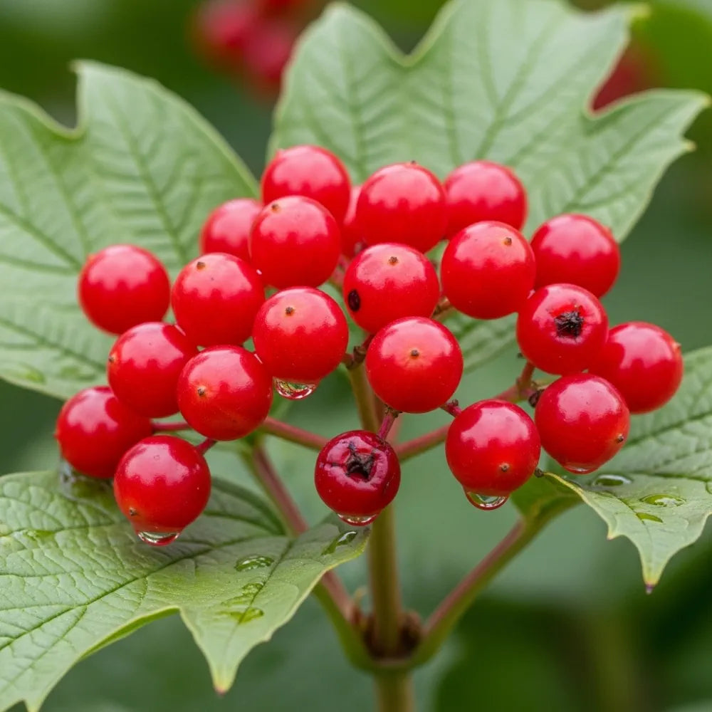 45-60cm Guelder Rose Hedging | Viburnum opulus | Bare Root