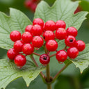 90cm Guelder Rose Hedging | Viburnum opulus | Bare Root