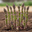 Fresh 'Guelph Millennium' Asparagus spears emerge from dark soil, vibrant purple tips against a blurred natural background, symbolizing growth.