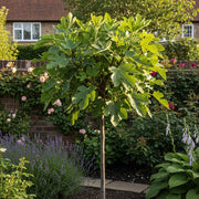 5ft 'Brown Turkey' Half-Standard Fig Tree | 10L Pot