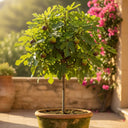 5ft 'Brown Turkey' Half-Standard Fig Tree | 10L Pot