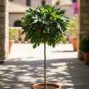 5ft 'Brown Turkey' Half-Standard Fig Tree | 10L Pot