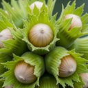 3ft 'Hall'sche Reissenuss' / 'Merveille de Bollwyller' Hazelnut Tree | 3L Pot
