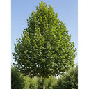 3ft 'Hall'sche Reissenuss' / 'Merveille de Bollwyller' Hazelnut Tree | Bare Root