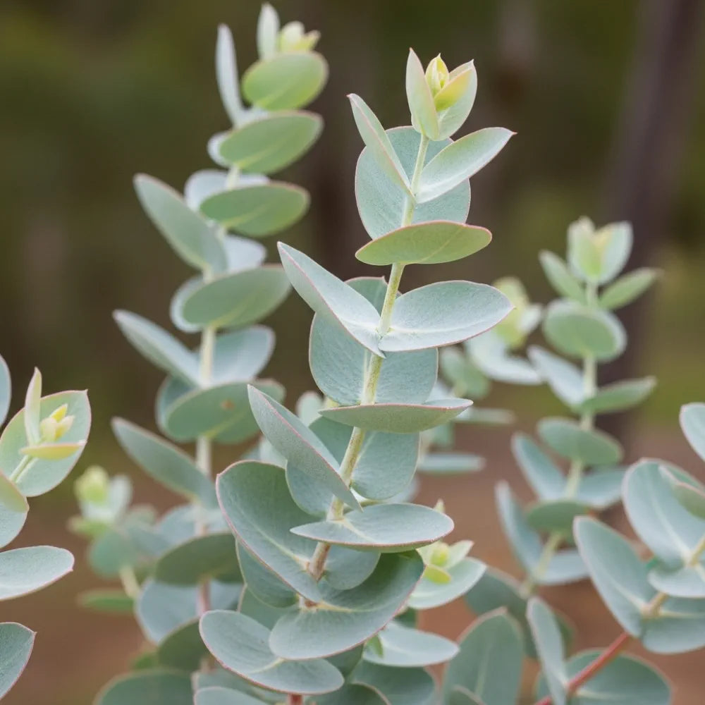 3ft Eucalyptus Gunnii Bush | 7L Pot