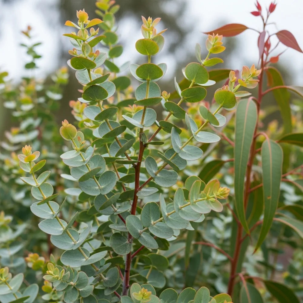 3ft Eucalyptus Gunnii Bush | 7L Pot