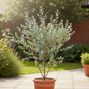4ft Eucalyptus Gunnii Bush | 7L Pot