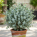 5ft Hardy Eucalyptus Tree | Eucalyptus gunnii | 10L Pot