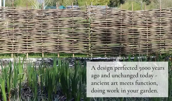 Hazel Hurdles