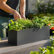 A sunlit windowsill planter bursting with green herbs.