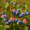 3 Herbert Blueberry Plants | 2L Pots